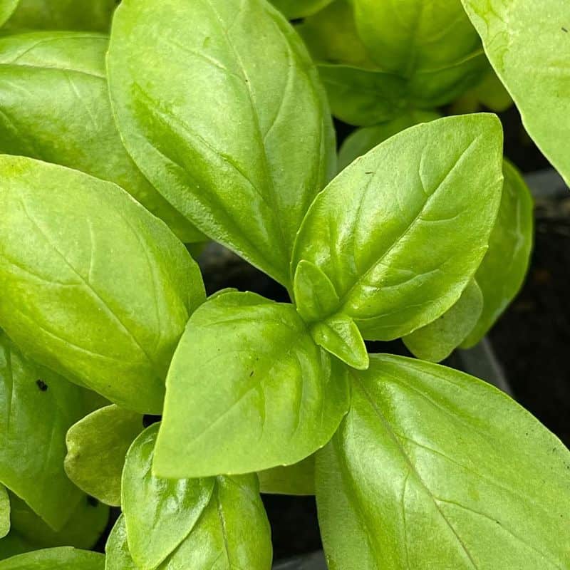 Basil (Ocimum basilicum)