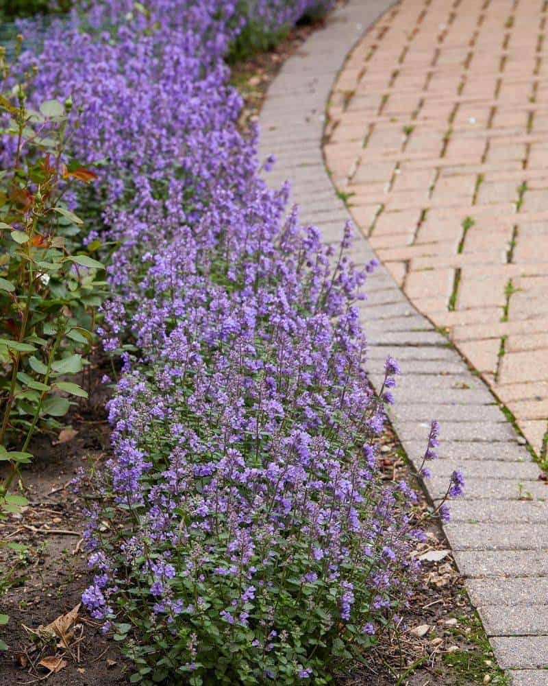 Catnip