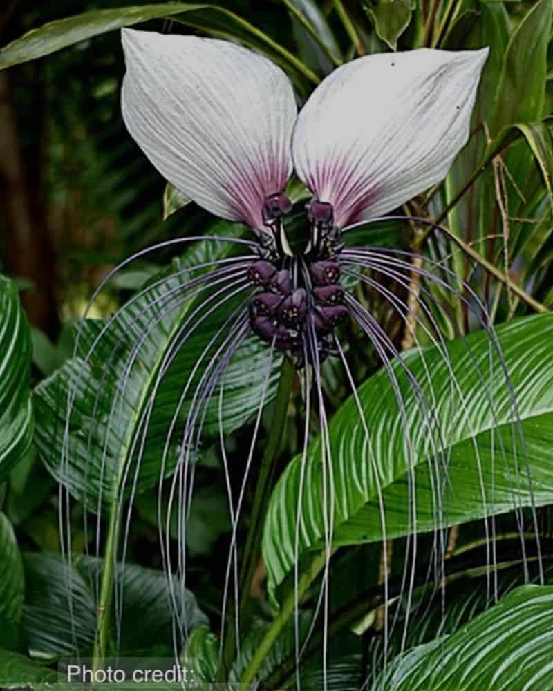 Bat Plant (Tacca integrifolia)