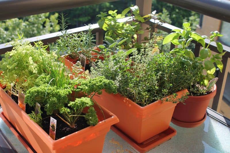 Herbs (Basil, Mint)