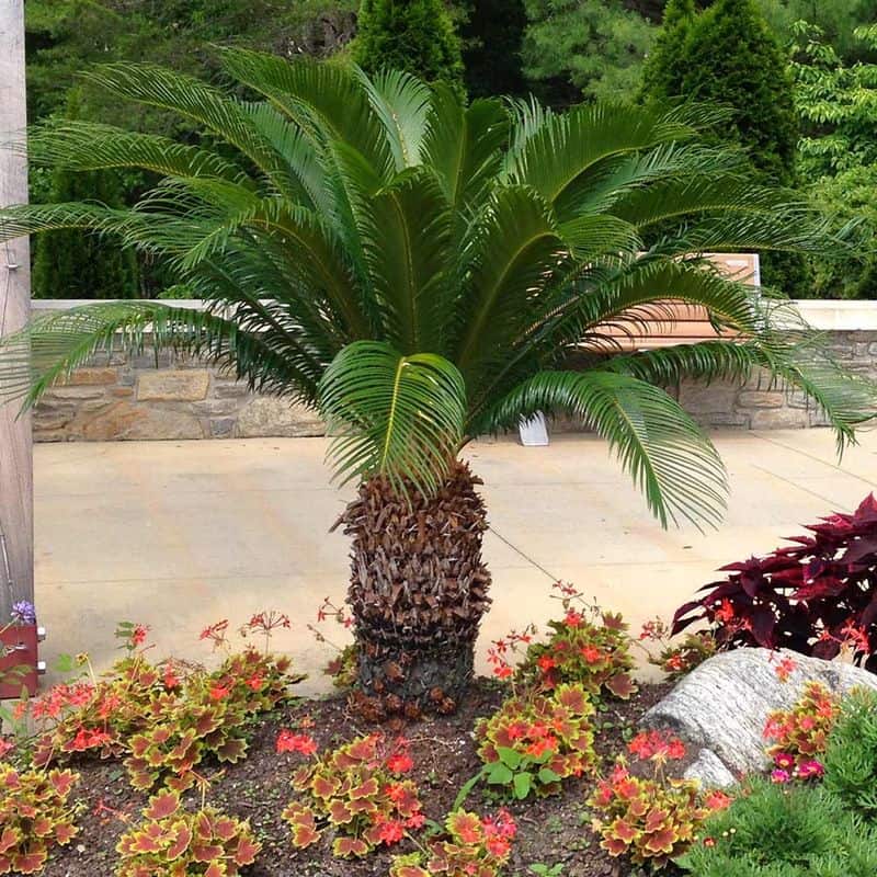 Sago Palm