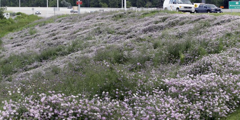 Crown Vetch