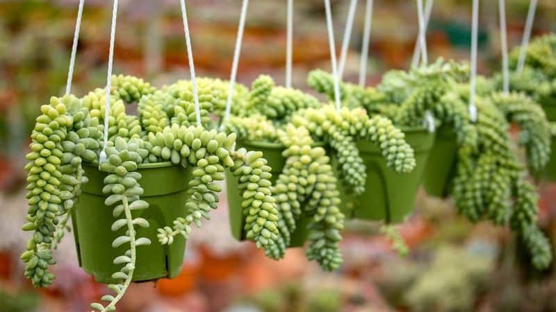Burro's Tail