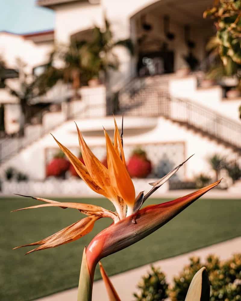 Bird of Paradise Flower
