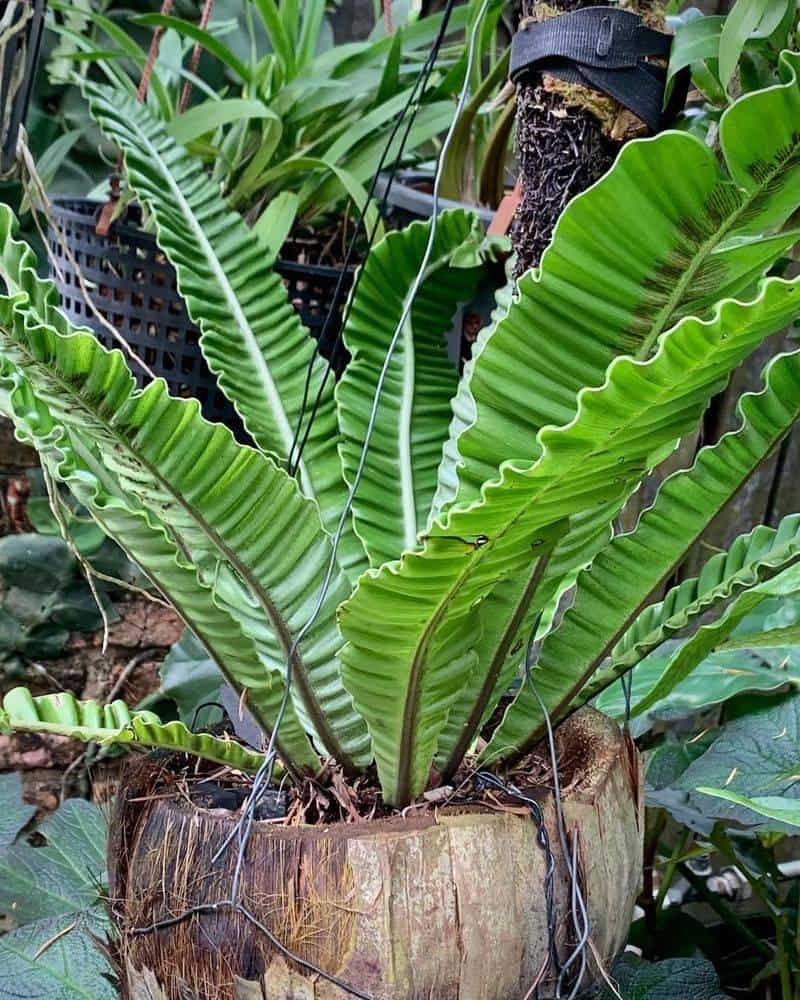 Bird's Nest Fern (Asplenium nidus)
