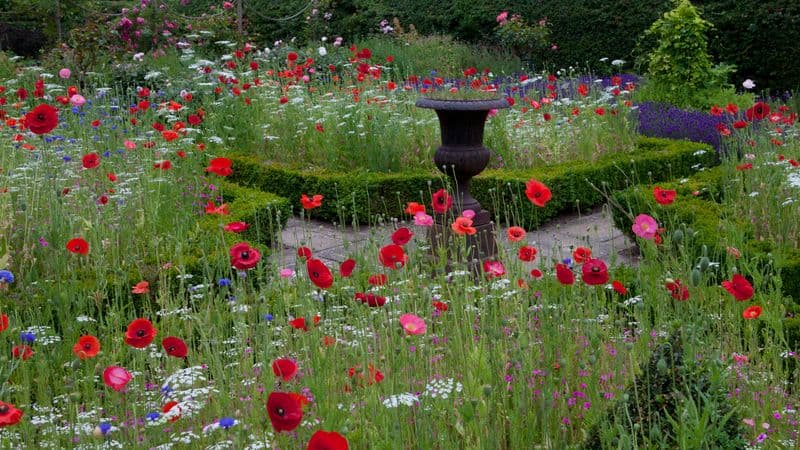 Wildflower Meadow