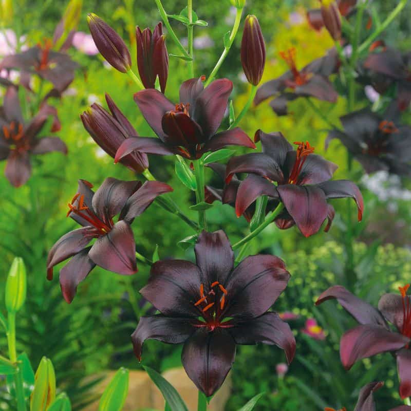 Black Lily