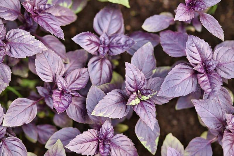 Dark Opal Basil