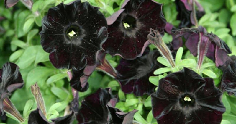 Black Velvet Petunia