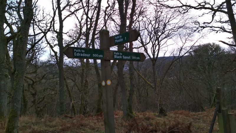 Black Spout Wood, Scotland