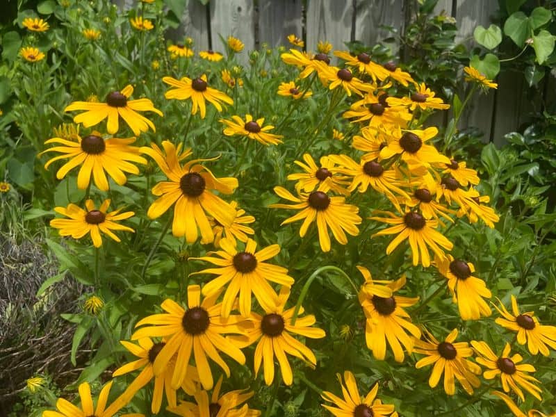 Black-eyed Susan (Rudbeckia hirta)