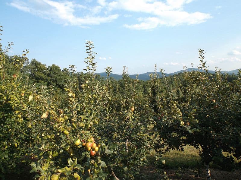 Sky Top Orchard