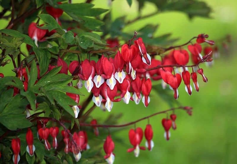 Bleeding Heart (Lamprocapnos spectabilis)