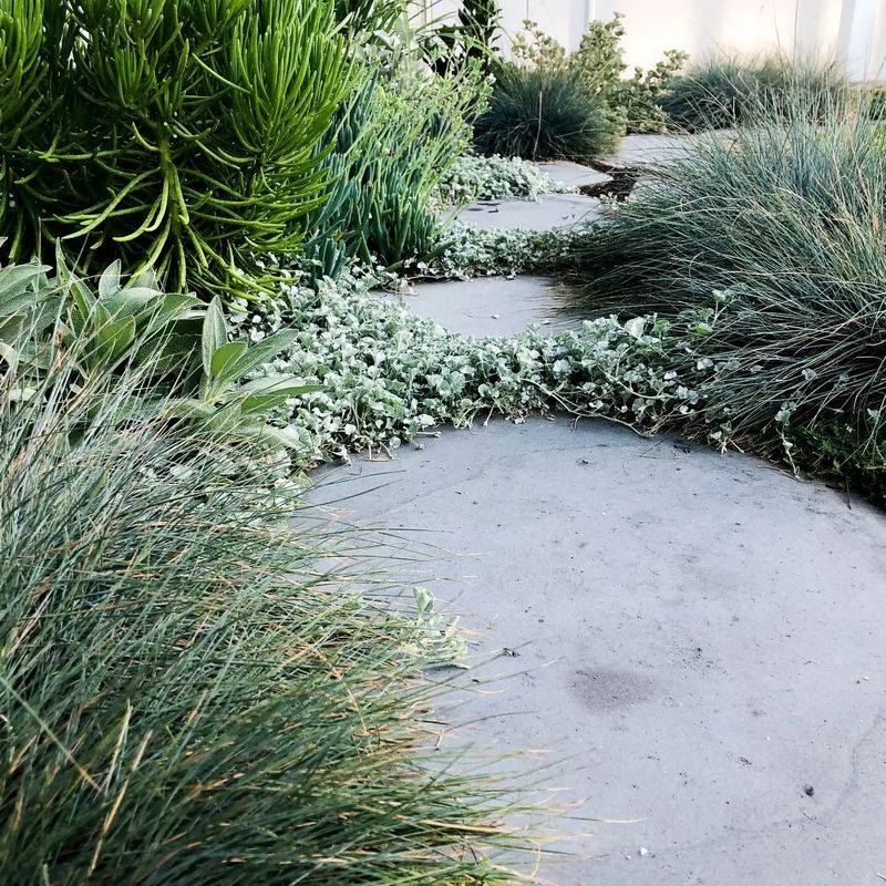 Blue Fescue (Festuca glauca)