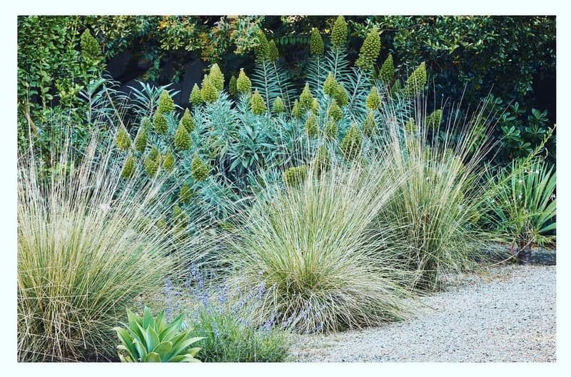 Blue Oat Grass (Helictotrichon sempervirens)