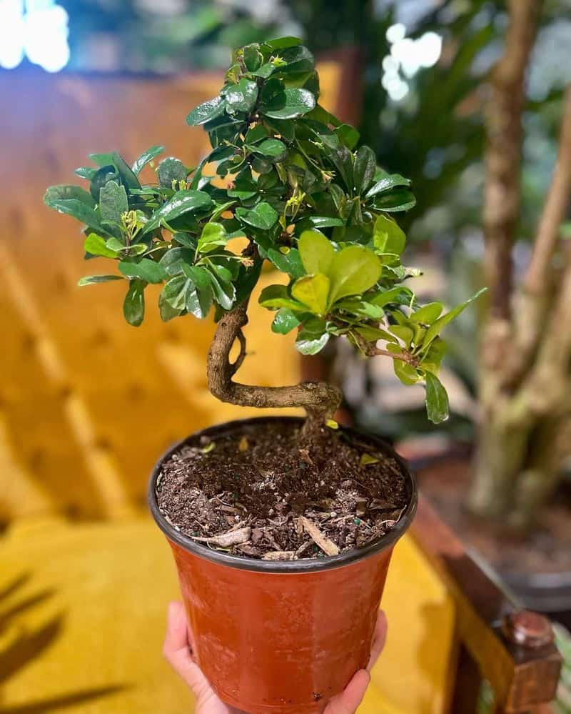 Bonsai Trees