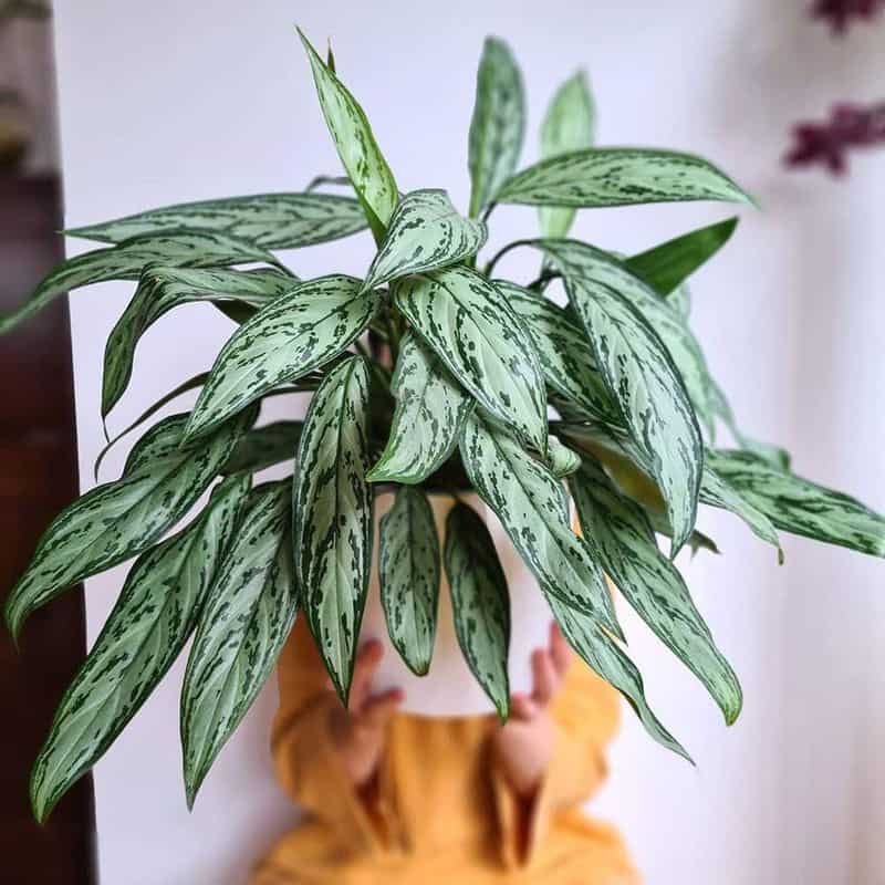 Chinese Evergreen