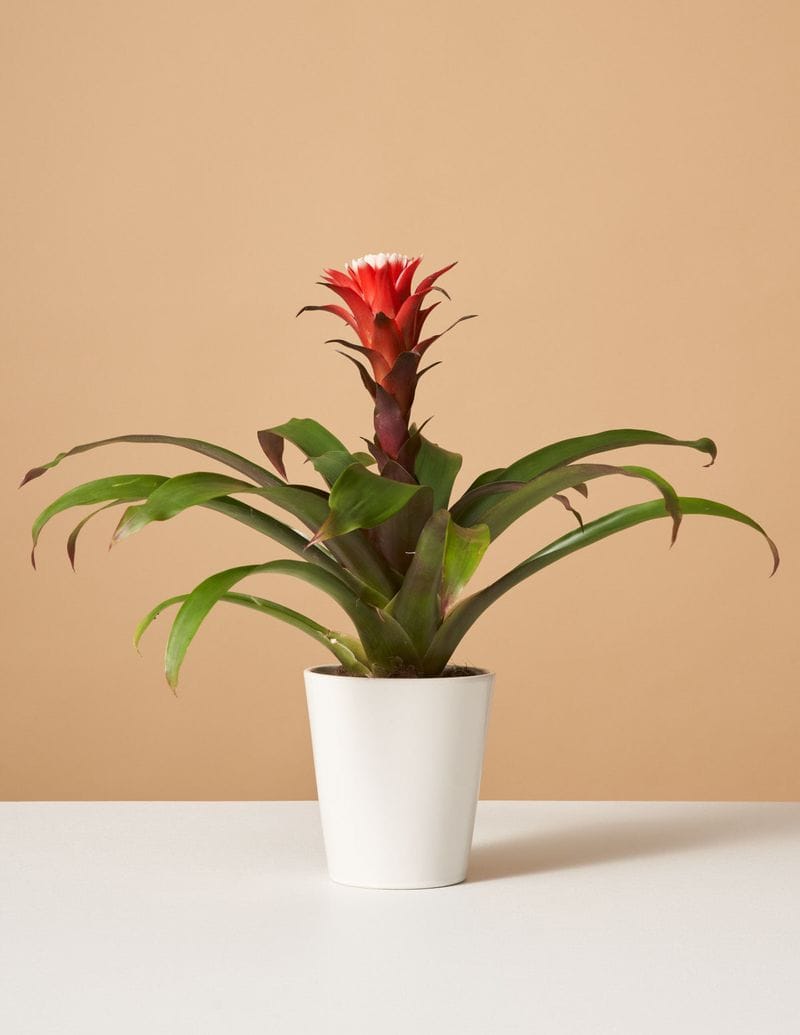 Bromeliad