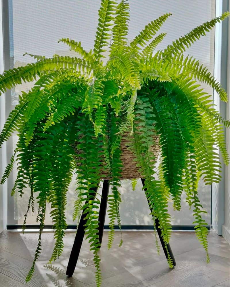 Boston Fern (Nephrolepis exaltata)