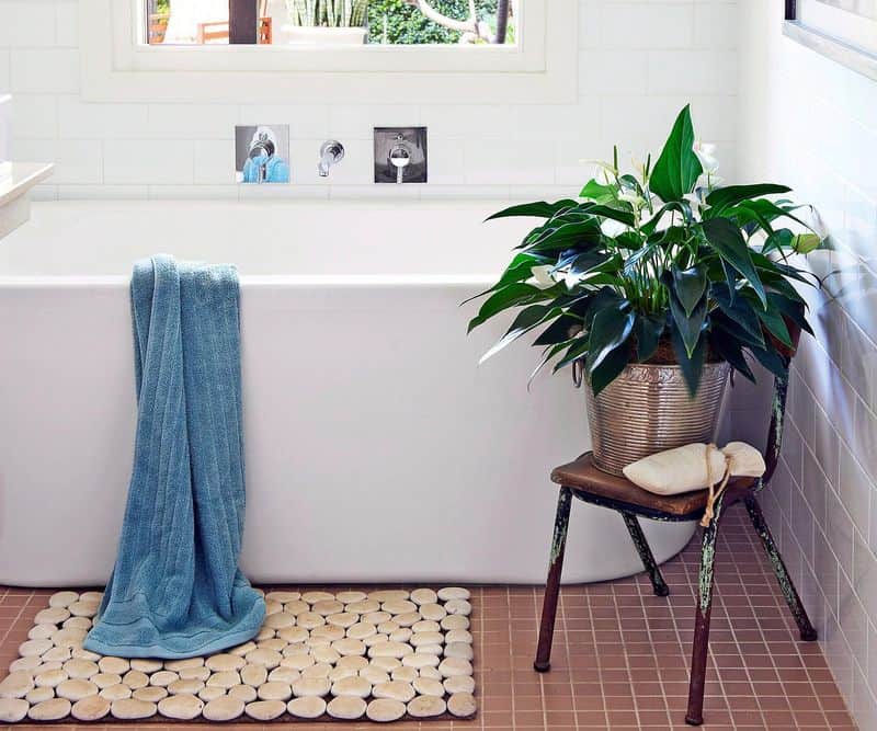 Peace Lily