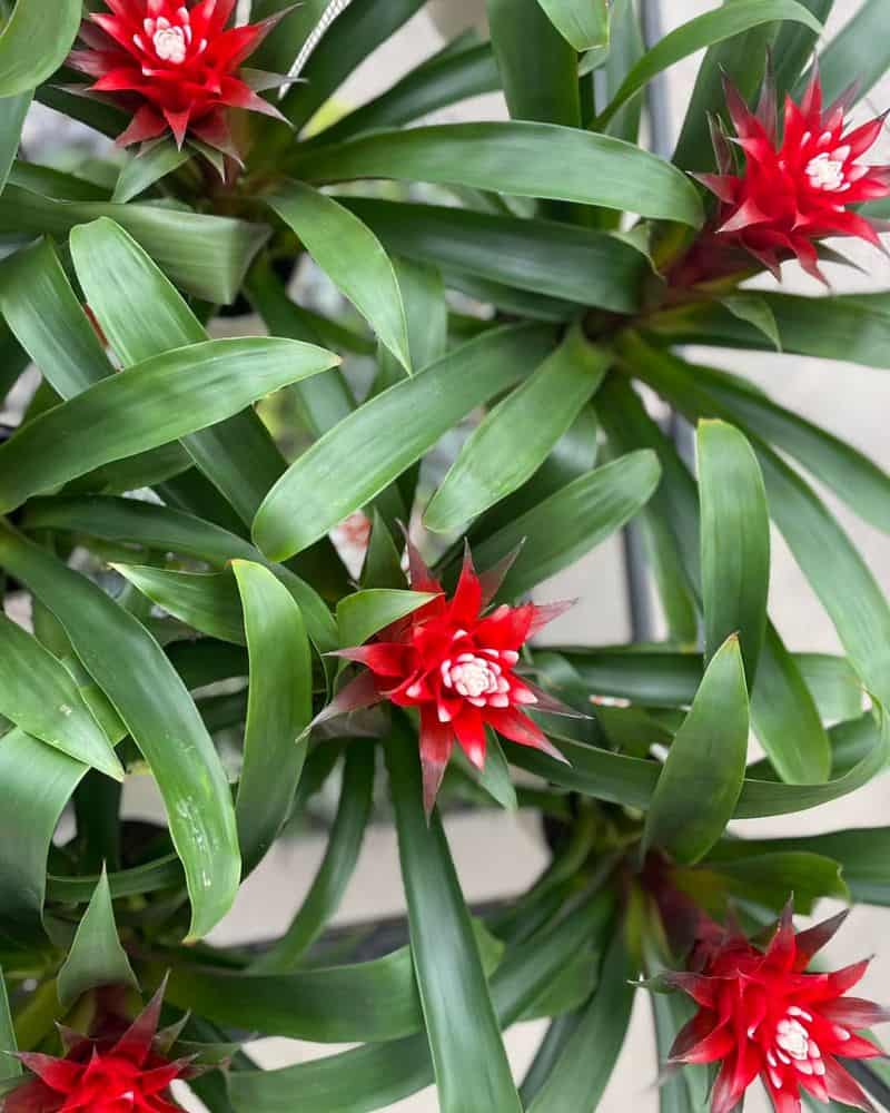 Bromeliad
