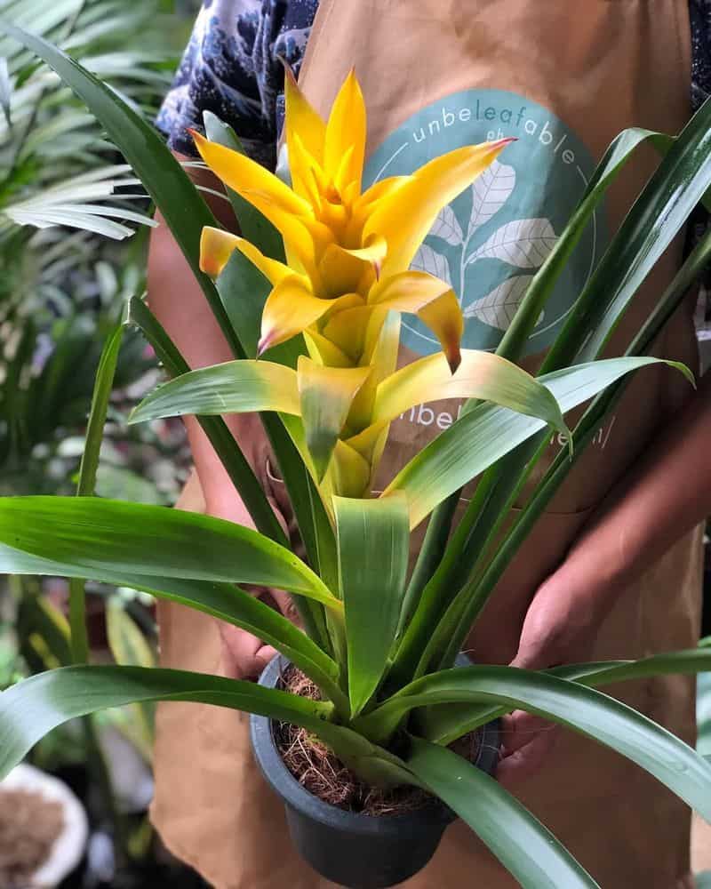 Bromeliads (Bromeliaceae)