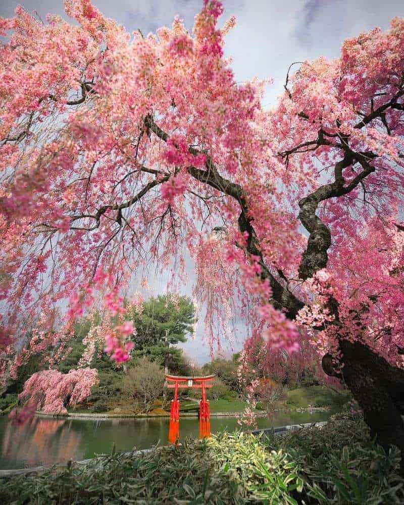 Brooklyn Botanic Garden