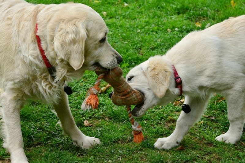 Incorporate Safe Toys