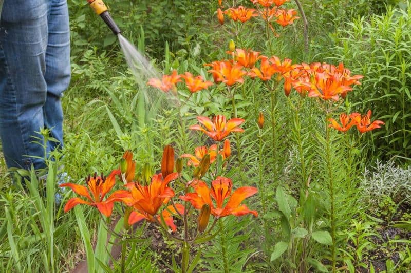Watering Wisely