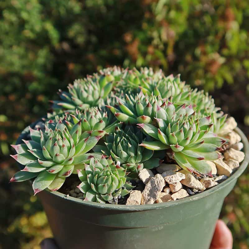 Sempervivum