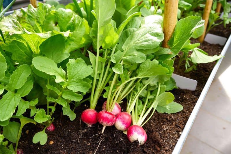 Radishes and Lettuce