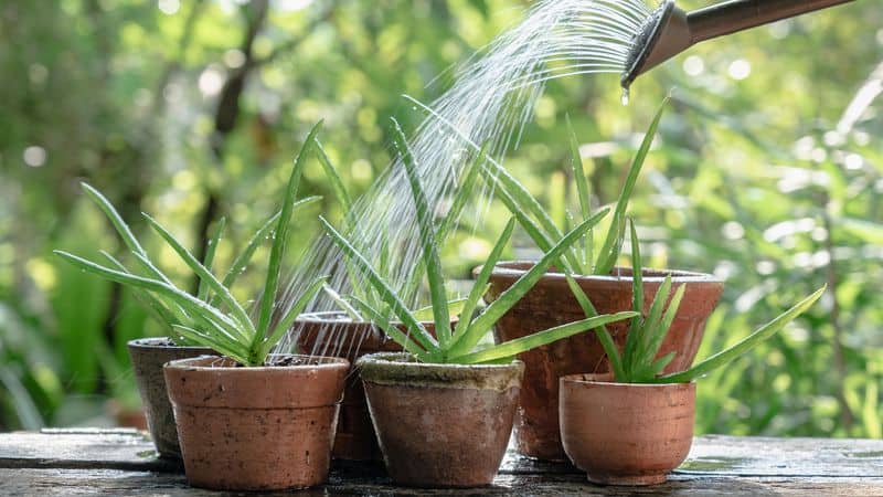 Aloe Vera