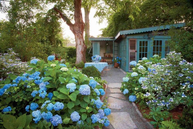 Hydrangea