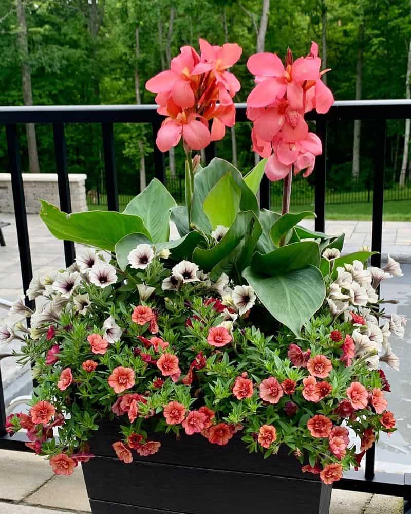 Canna Lilies