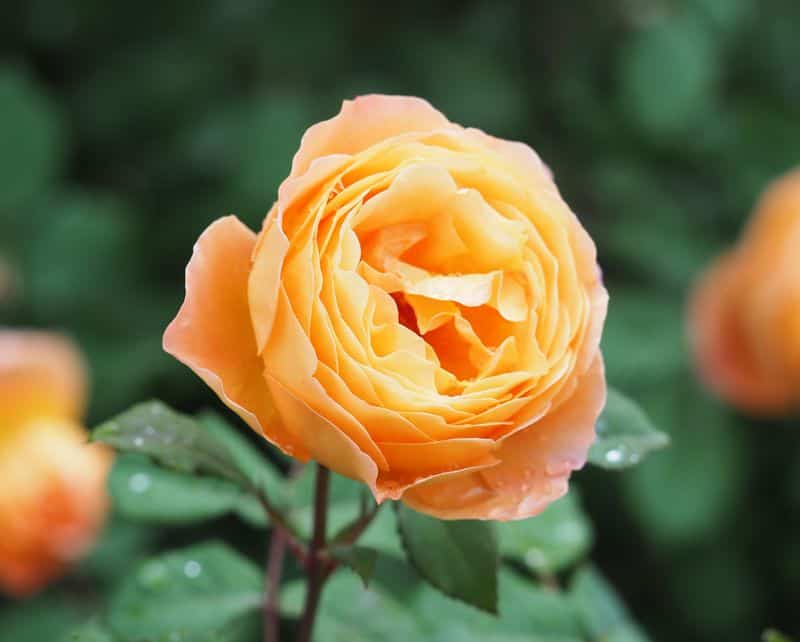 Lady Emma Hamilton