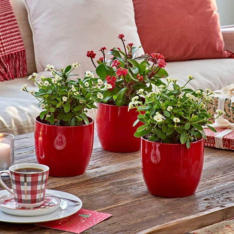 Cherry-Colored Vases