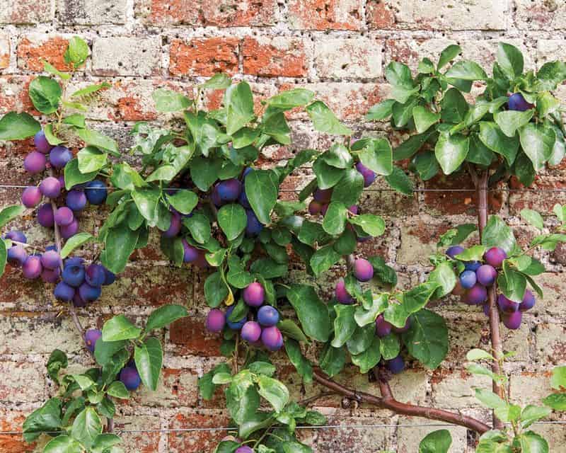 Plum Tree