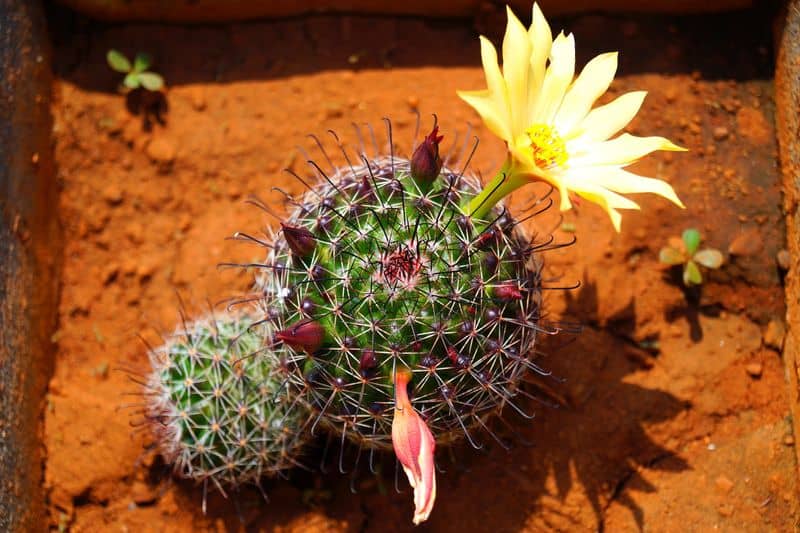 Fishhook Cactus