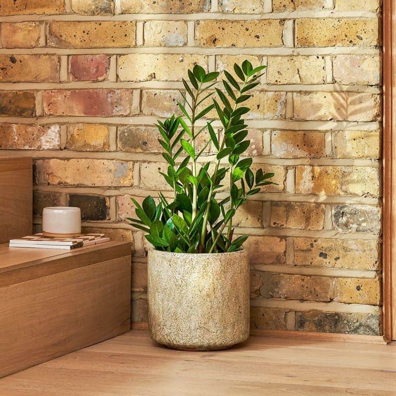 ZZ Plant