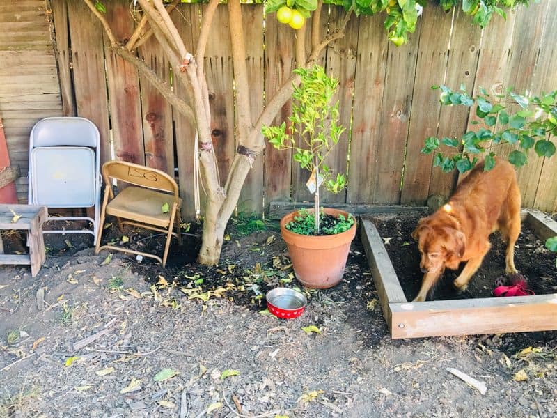 Create a Digging Area