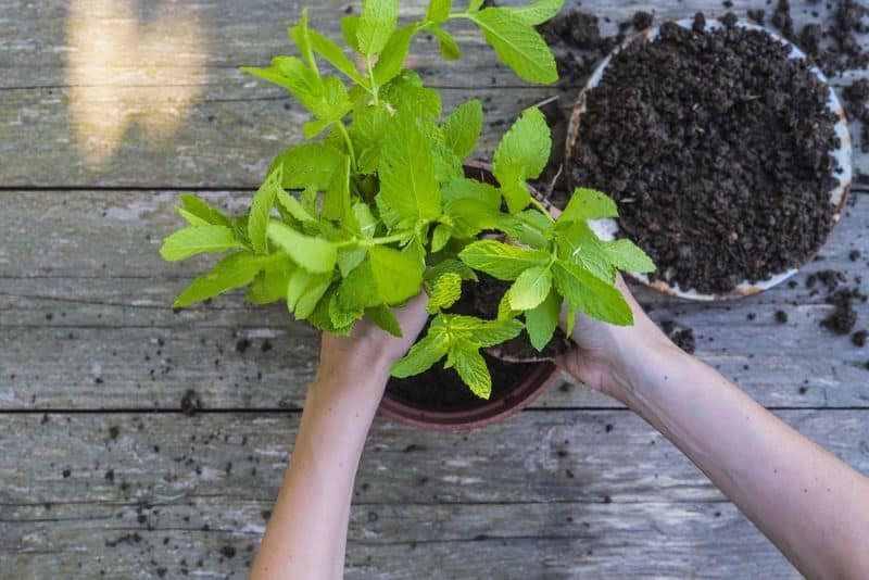 Optimal Soil Preparation