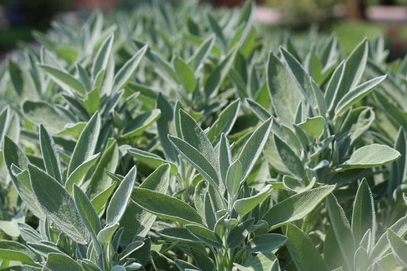 Use Quality Soil