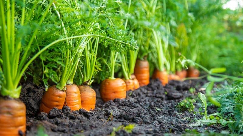 Prepare the Soil