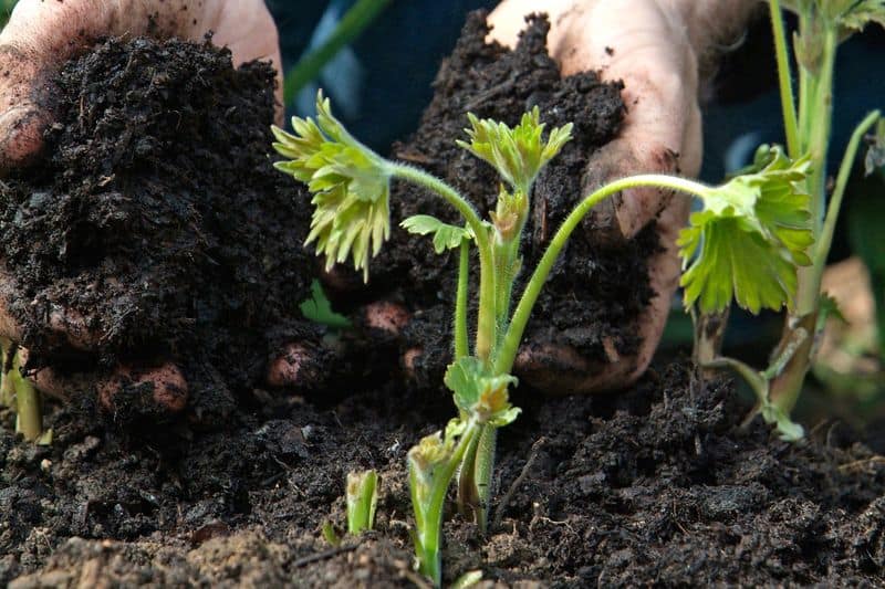 Prepare the Soil