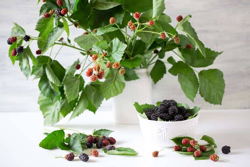 Prepare the Indoor Space
