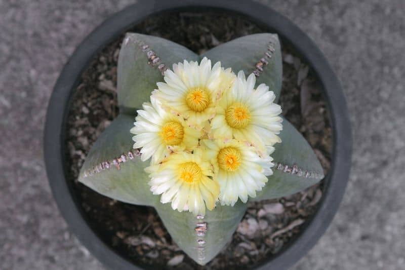 Star Cactus