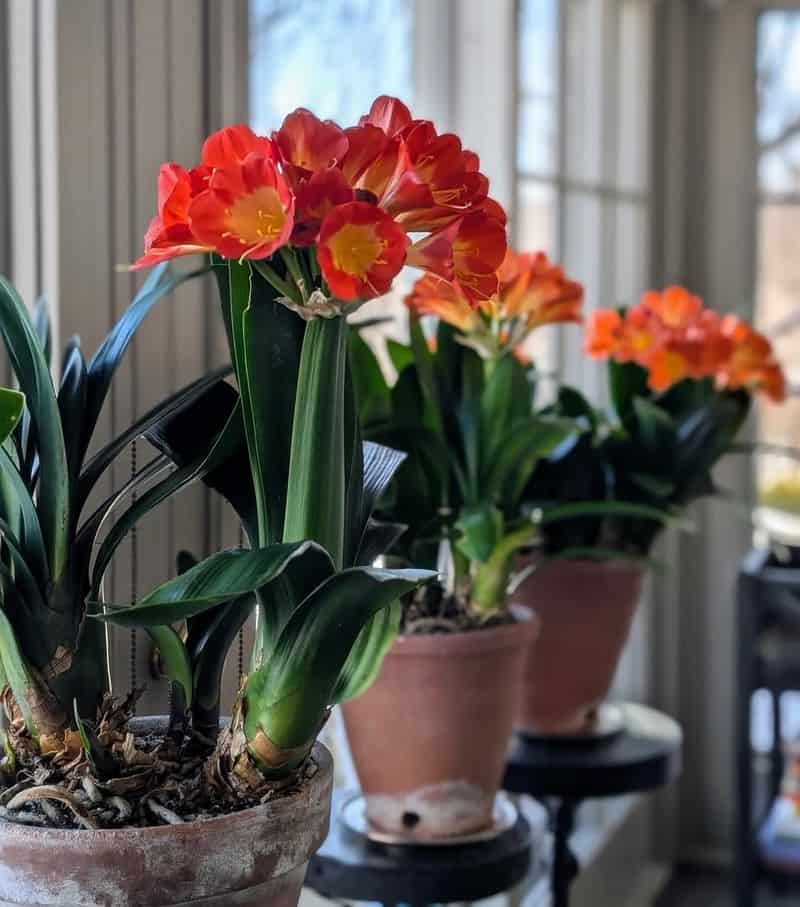 Clivia (Clivia miniata)