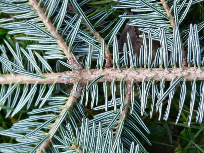 Pine Needles