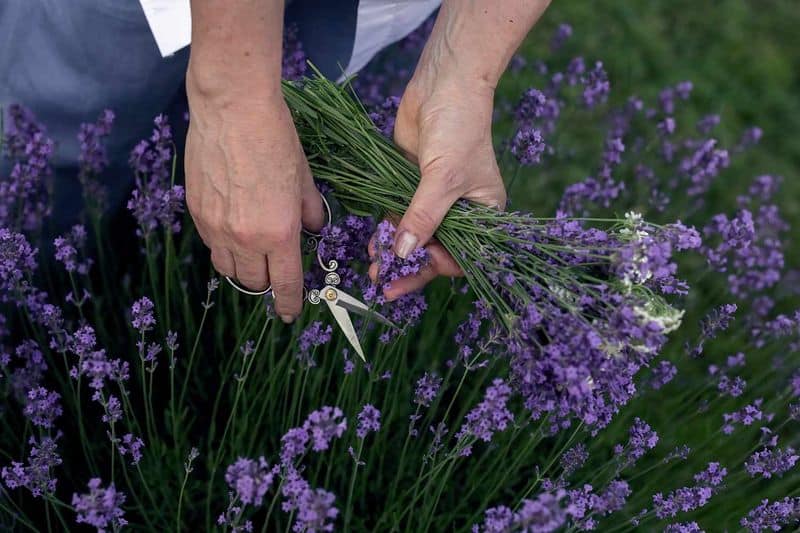 Harvesting Lavender