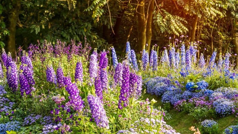 Deadhead for Continuous Bloom